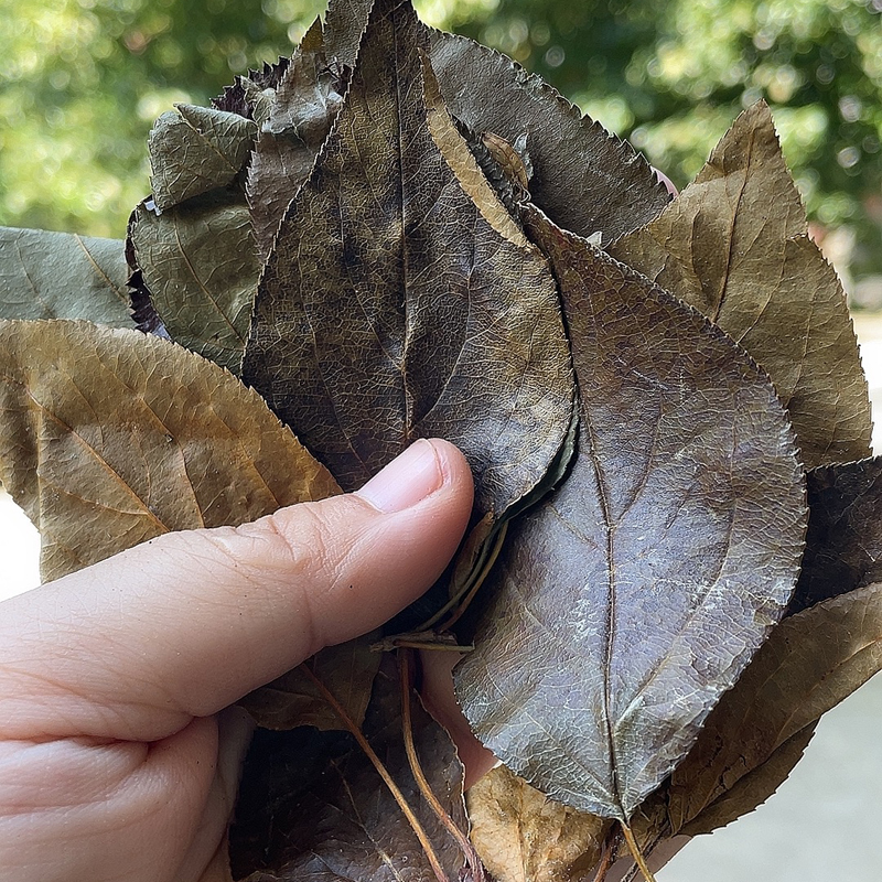 湖北凉茶三皮罐 海棠叶红茶 大碗茶叶三匹罐 - 图3