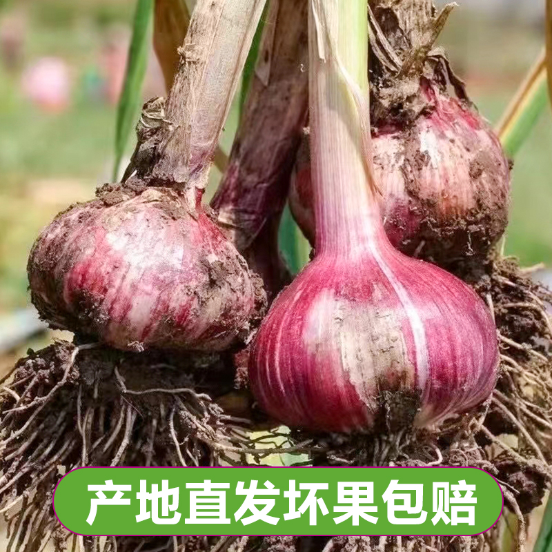 云南紫皮大蒜新鲜多瓣蒜农家新蒜头湿蒜糖醋泡蒜食用鲜蒜基地直发-图3