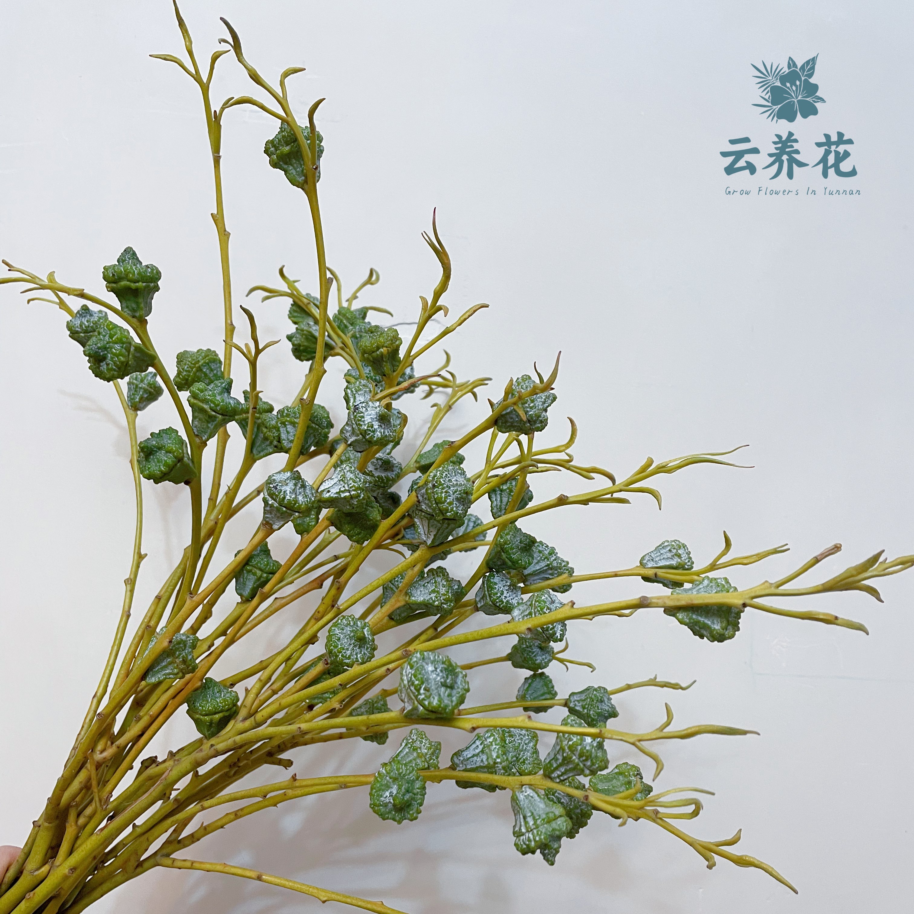 空运包邮【60~70cm尤加利果大果鲜花可做干花】云南基地直供花材 - 图2