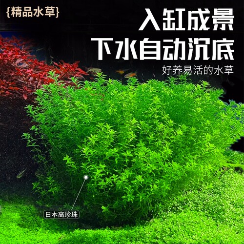 日本高珍珠坨草珍珠草水草植物鱼缸造景专用淡水培阴性前景草无菌 - 图2