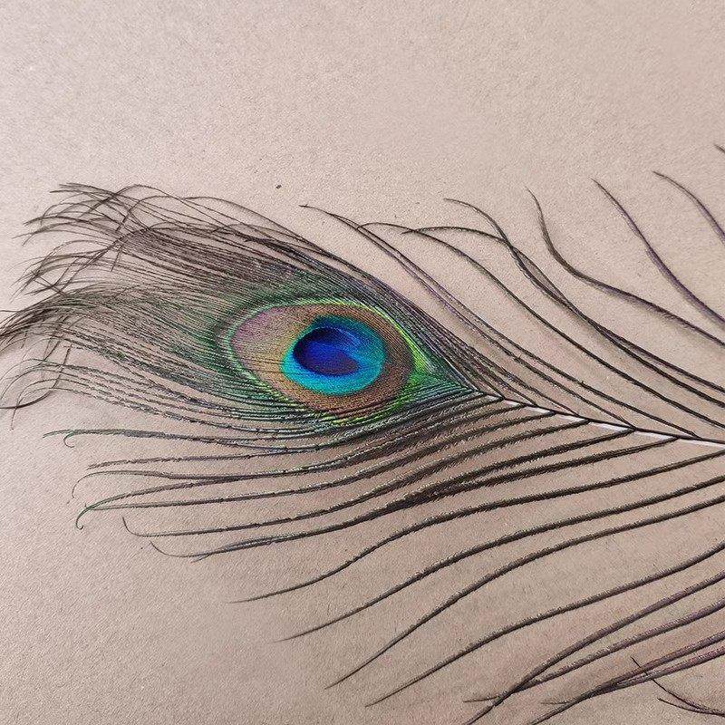 进口天然真孔雀羽毛708090CM大眼睛装饰花瓶吉祥孔雀尾孔雀羽摆件,淘宝优惠券,粉丝福利购,淘宝优惠卷