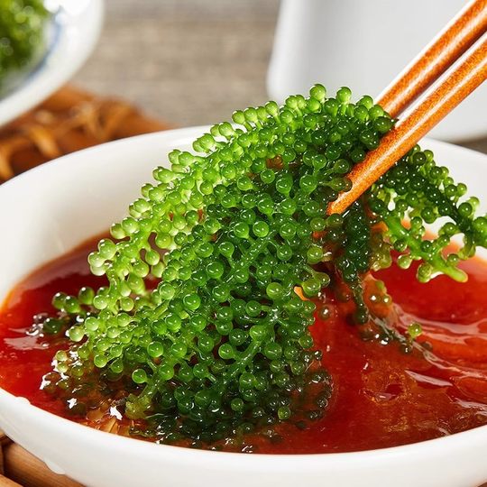 Ready-to-eat sea grapes for children, salted kelp, fresh salad, water grapes, ocean vegetables, green caviar, seaweed