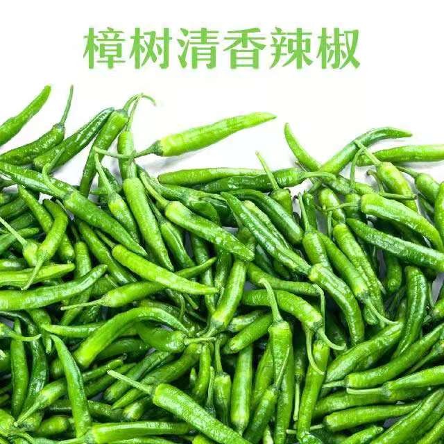 樟树港小辣椒5斤富硒新鲜白辣椒现摘虎皮自制卜辣椒农家湘菜手工3 - 图0