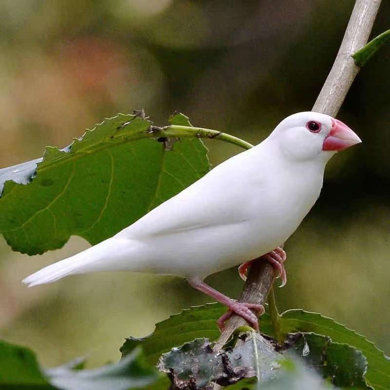 极速七彩文鸟活体小型宠物鸟观赏鸟珍珠鸟活物灰白U文鸟活体送鸟,淘宝优惠券,粉丝福利购,淘宝优惠卷