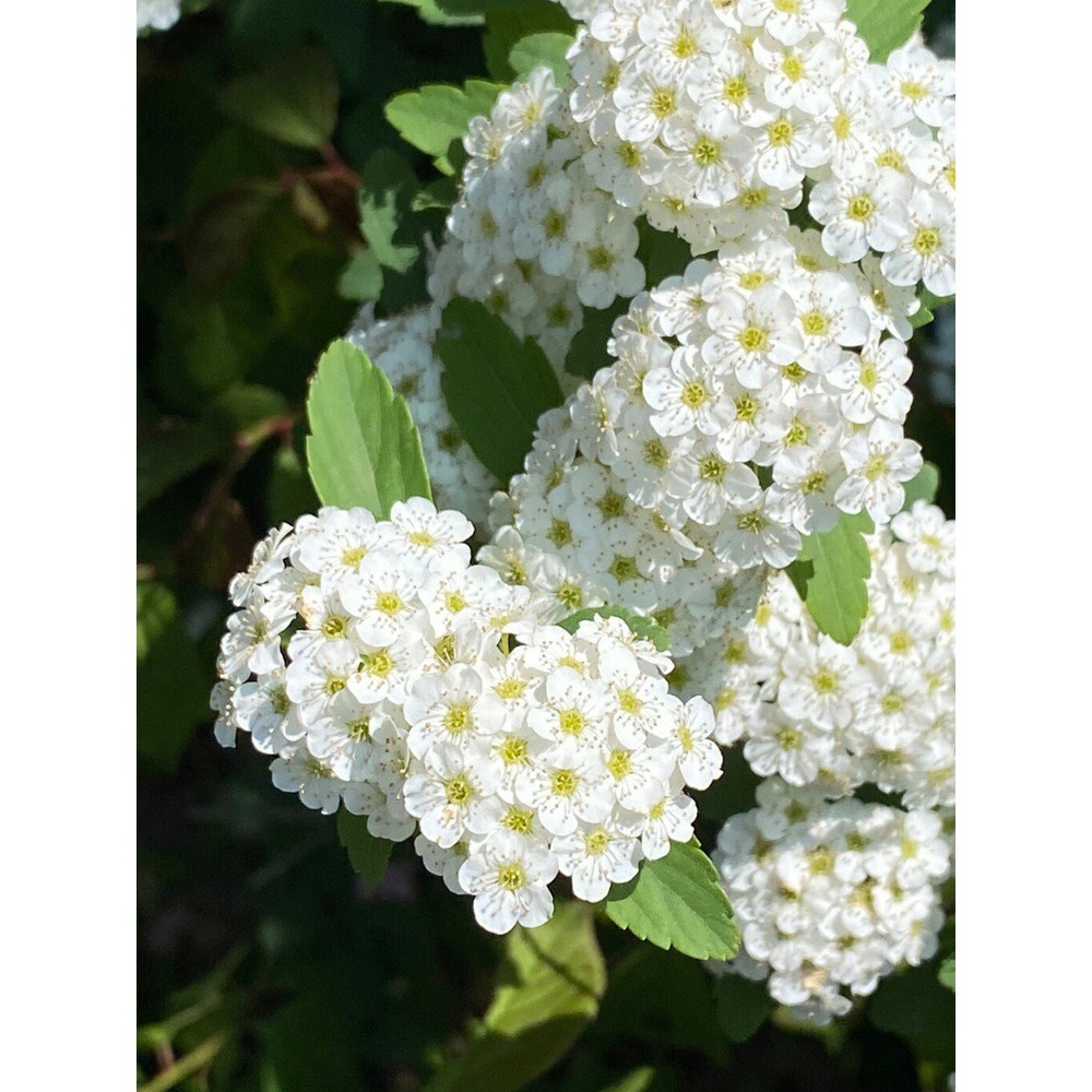 菱叶绣线菊盆栽珍珠梅小手球耐寒耐热好养花期长多年生灌木绿植物 - 图1