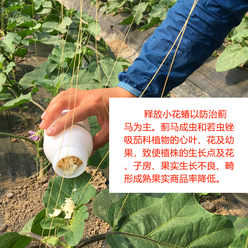 小花蝽捕食性天敌活体昆虫防治蓟马蚜虫粉虱棉红铃虫叶螨蚜虫蔬菜,淘宝优惠券,粉丝福利购,淘宝优惠卷