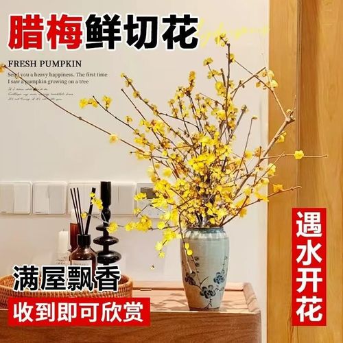 速发水培植物腊梅鲜切花干李雪柳水养花满屋卉香珍珠枝花飘花束水 - 图1