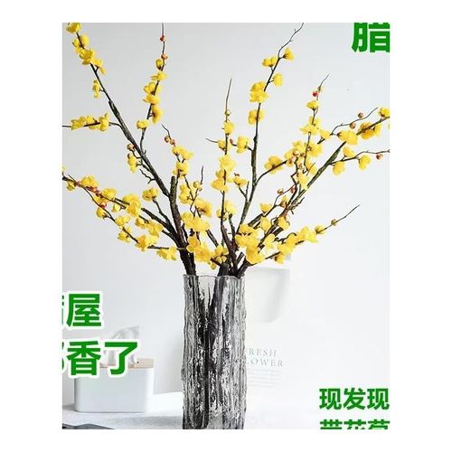 速发水培植物腊梅鲜切花干李雪柳水养花满屋卉香珍珠枝花飘花束水 - 图3
