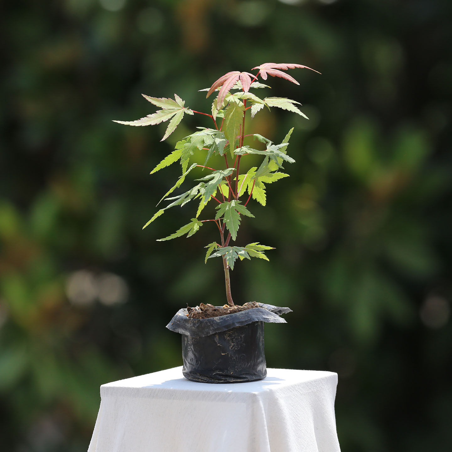 进口原生山红叶小品盆栽微型盆景鸡爪槭盆景创意盆栽枫树观叶植物,淘宝优惠券,粉丝福利购,淘宝优惠卷