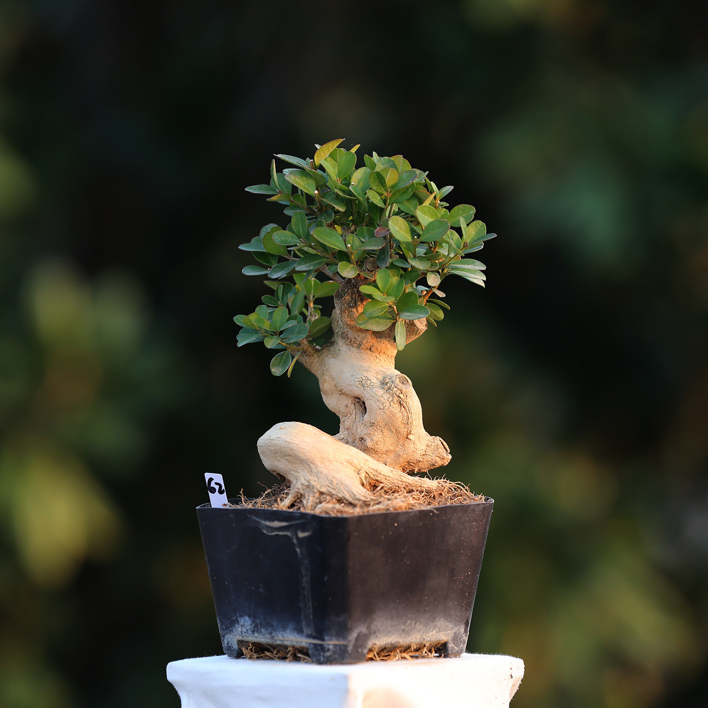 高端白皮瓜子黄杨造型盆景盆栽精品名贵黄杨树矮霸盆景大老桩客厅,淘宝优惠券,粉丝福利购,淘宝优惠卷