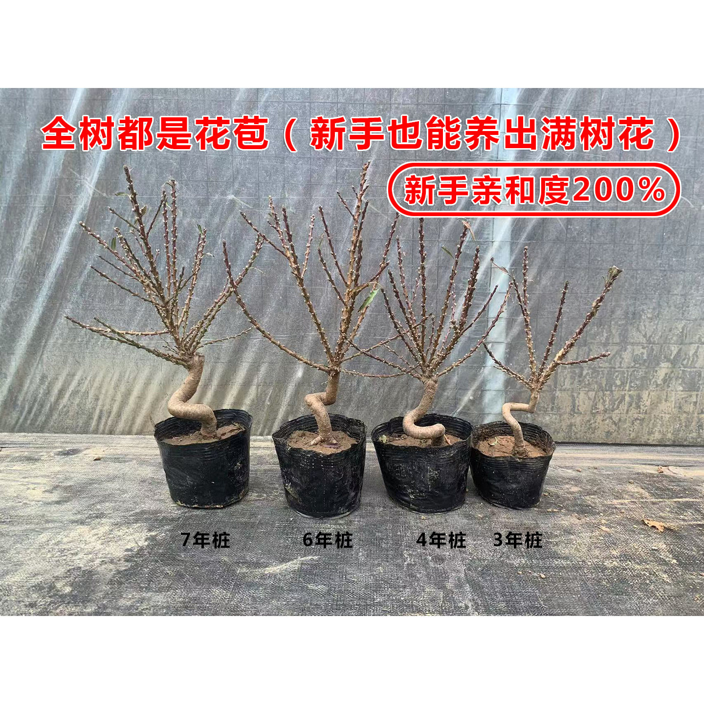 寿星桃盆景重瓣寿心桃梅花盆栽8年老桩Ｓ型造型盆景耐寒桃花树苗,淘宝优惠券,粉丝福利购,淘宝优惠卷