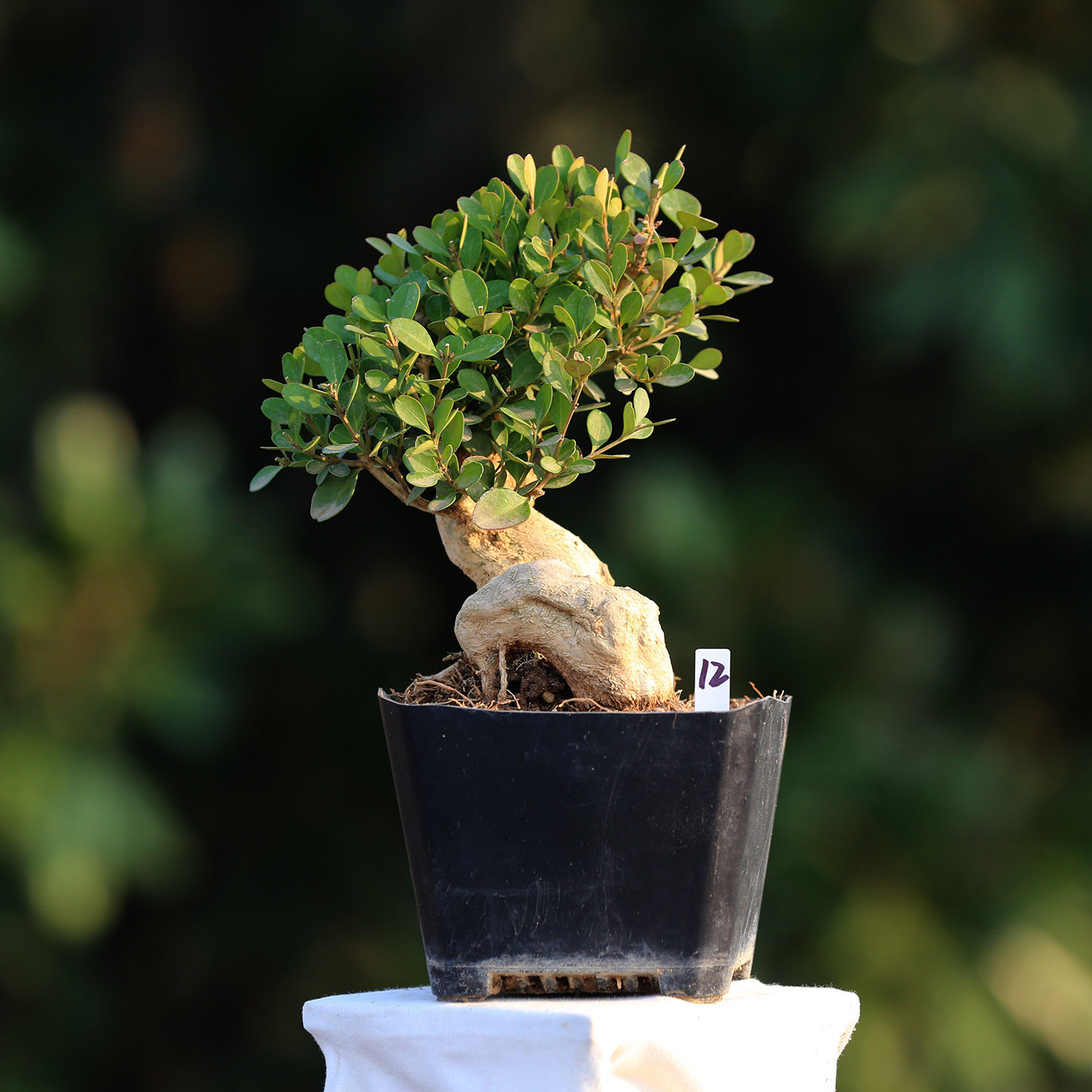 高端白皮瓜子黄杨造型盆景盆栽精品名贵黄杨树矮霸盆景大老桩客厅,淘宝优惠券,粉丝福利购,淘宝优惠卷