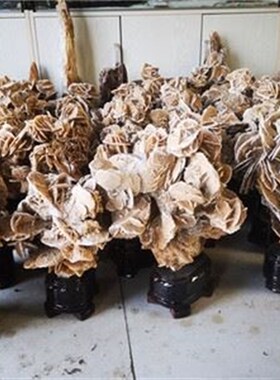 极速精品沙漠玫瑰原石摆件矿物晶体奇石观赏石原T石自然石画面石