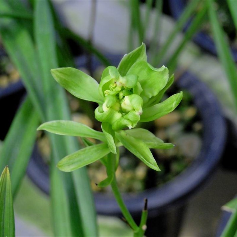 极速新品样品兰花苗p四季中vv矮种素心紫兰奇花建兰:天山牡丹 - 图1