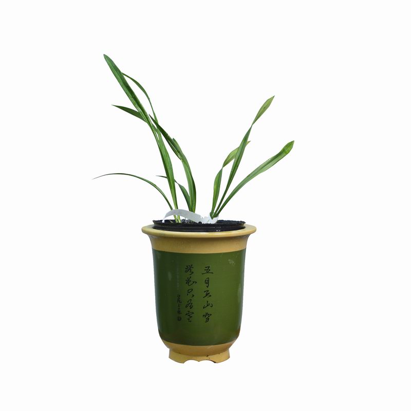 极速新品样品兰花苗p四季中vv矮种素心紫兰奇花建兰:天山牡丹 - 图3