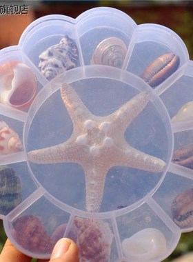 速发海螺贝壳海星料本礼礼装儿童海洋生物科普材标幼儿园盒物