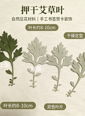 天然艾叶干花叶片完整自然色泽