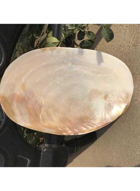 22-25厘米炫彩大号厚皮珍珠蚌壳 单片珍珠蚌 可做餐盘 天然大贝壳