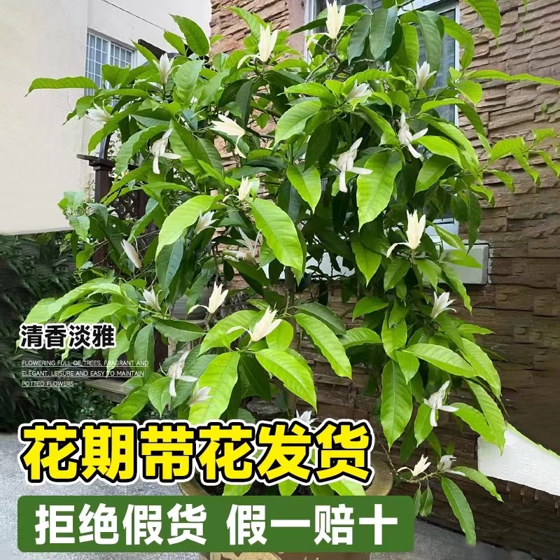 白玉兰树苗黄角兰盆栽四季开花大老桩黄果兰苗带花苞阳台庭院植物