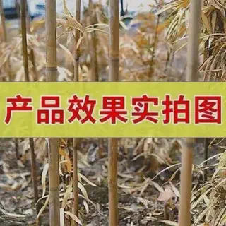 灭树粉烂根剂树烂根王除树根药剂烂根粉强力除树剂树根枯死专用药