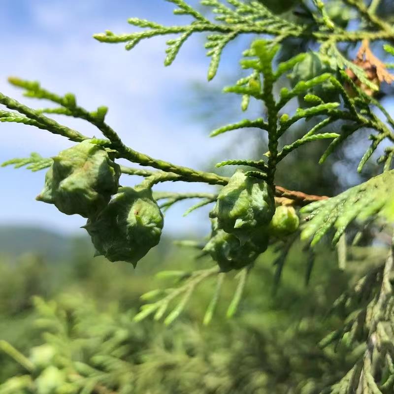 黄酒制柏籽粉柏树果柏籽薰香香粉粘粉塔倒流香米酒制柏籽香粉香篆 - 图1