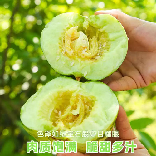 山东花美人甜瓜产地直发香甜多汁皆宜薄皮新鲜水果当季甜瓜3/5斤 - 图1