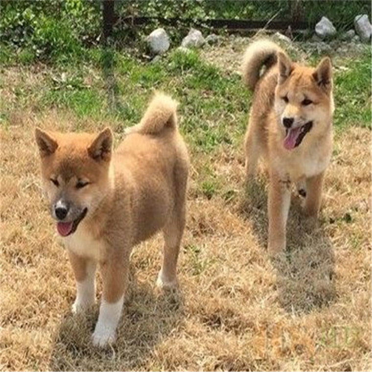 【佛山犬舍】纯种日本双血统柴犬活体柴犬赤柴黑柴白柴豆柴幼犬-图2