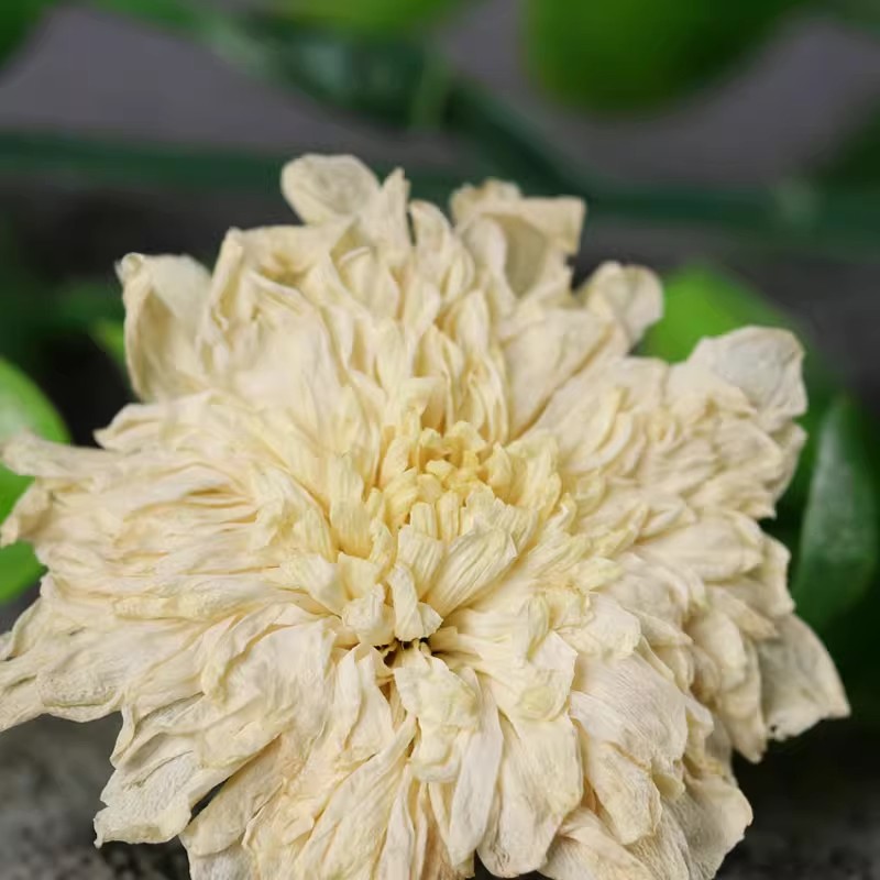 白菊花500g中药材正品官方旗舰店黄山白菊花压血降夏枯草和黄柏茶