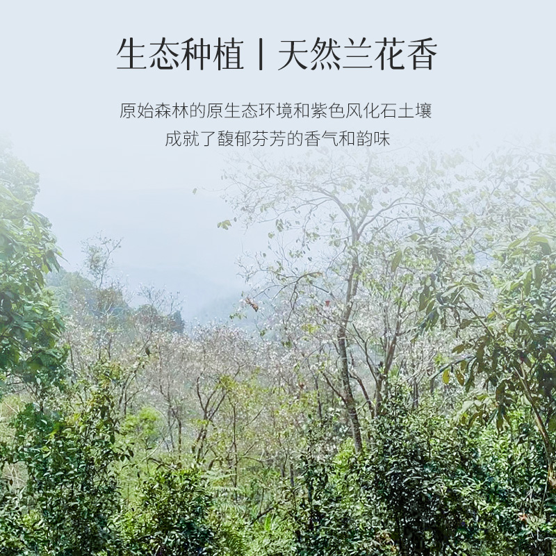 自慢堂曼松云南高山古树普洱茶西双版纳生茶紧压茶高山茶叶茶饼 - 图0