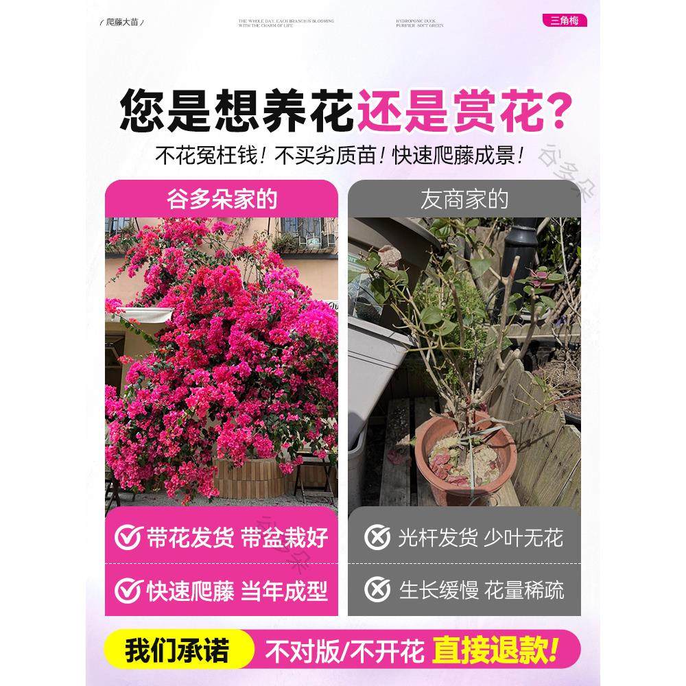 爬藤三角梅盆栽绿樱红樱老桩带花发货阳台庭院花卉绿植物四季常青,淘宝优惠券,粉丝福利购,淘宝优惠卷