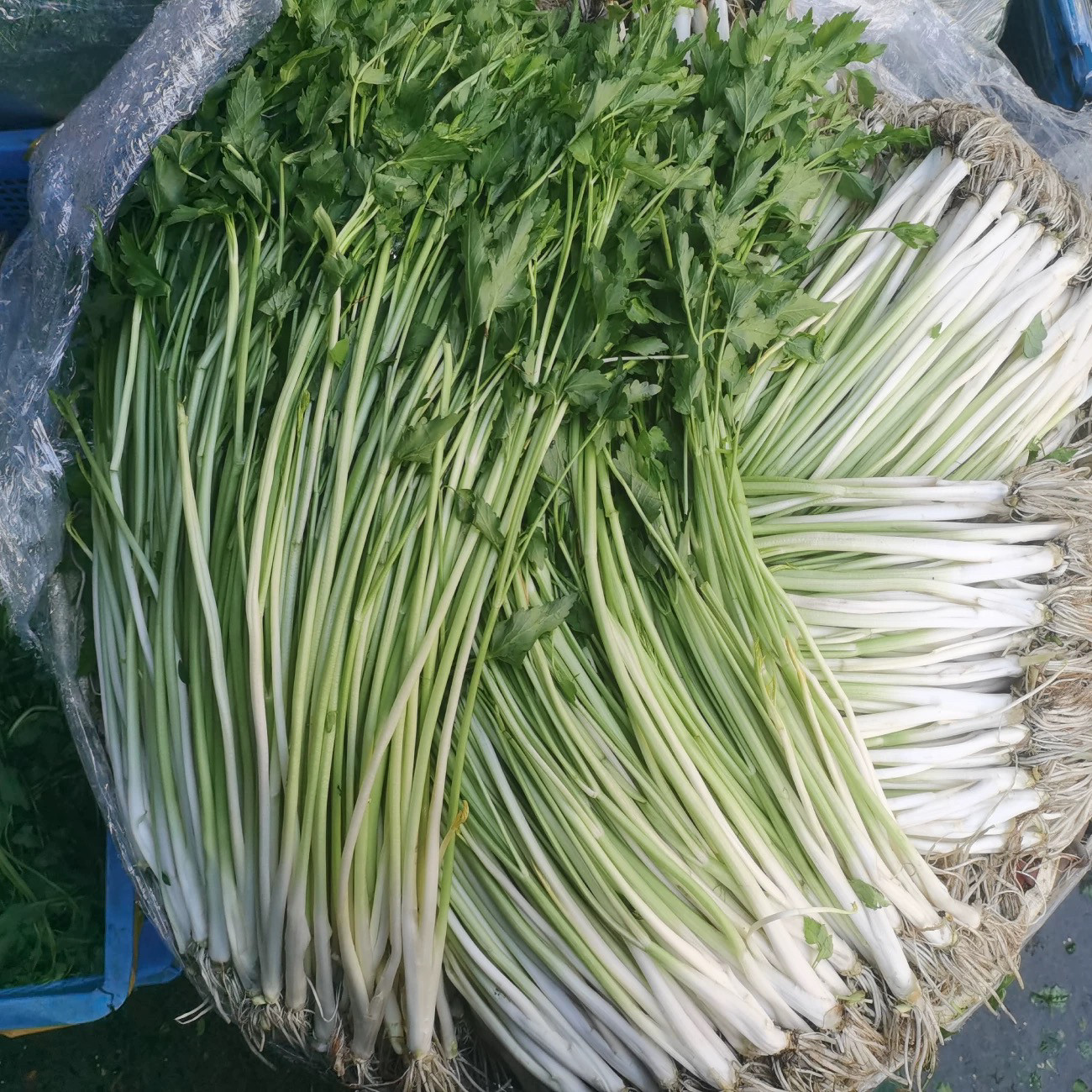 【蔬鲜记】新鲜水芹菜应季酒店食材水芹小叶农家野菜500克,淘宝优惠券,粉丝福利购,淘宝优惠卷