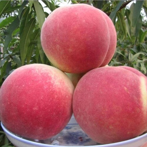 极早熟五月特大脆蜜桃树果苗嫁接冬桃苗耐寒种植南北方新品种桃树 - 图0