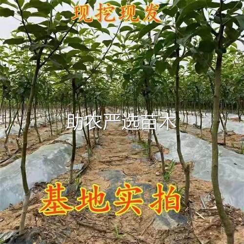 梨树果苗嫁接新品种红肉梨树苗红梨树苗梨树活苗南北方种植梨树果 - 图3