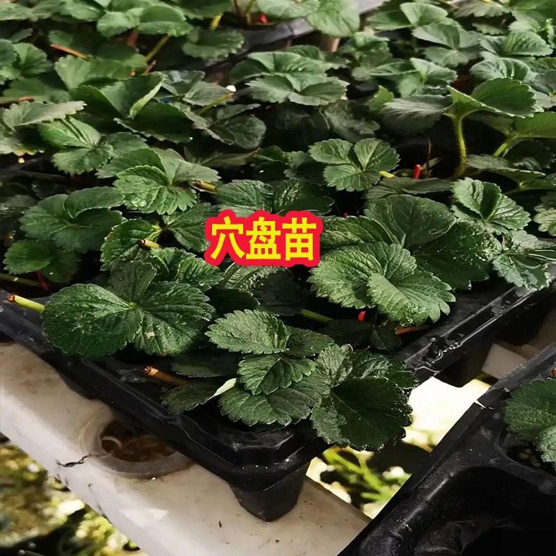 草莓苗四季盆栽食用奶油隋珠红颜白雪穴盘苗果苗南北阳台种植好养 - 图2