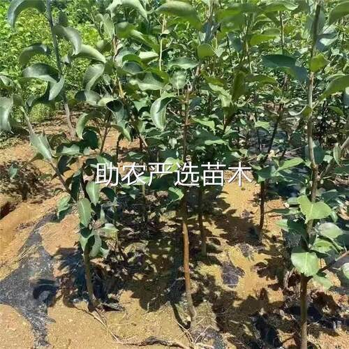 梨树果苗嫁接新品种红肉梨树苗红梨树苗梨树活苗南北方种植梨树果 - 图2