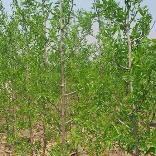 嫁接枣树苗特大无核金丝盆栽地栽南北方四季庭院种植活苗当年结果 - 图1