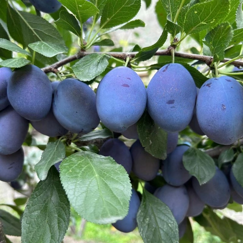 西梅果树苗南北方种植盆地栽嫁接苗当年结果红西梅李子苗水果果苗,淘宝优惠券,粉丝福利购,淘宝优惠卷