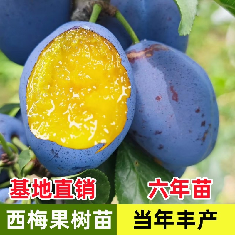 西梅果树苗南北方种植盆地栽嫁接苗当年结果红西梅李子苗水果果苗,淘宝优惠券,粉丝福利购,淘宝优惠卷