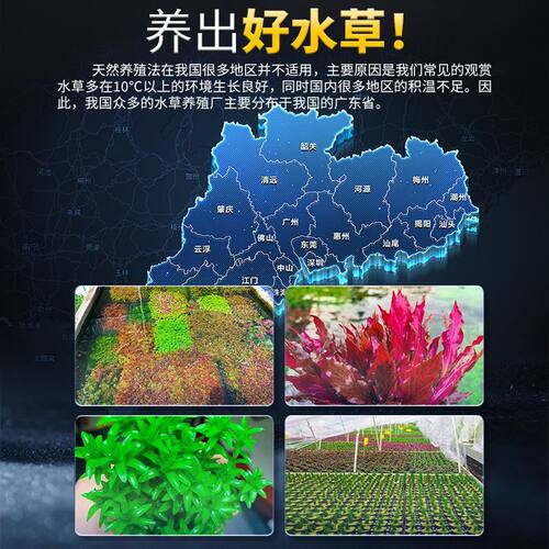 鱼缸火山石水草后景植物真草蜈蚣草阴性净化水质懒人增氧新手造景 - 图1