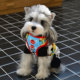 Baichengdao explosion-proof vest-type dog leash