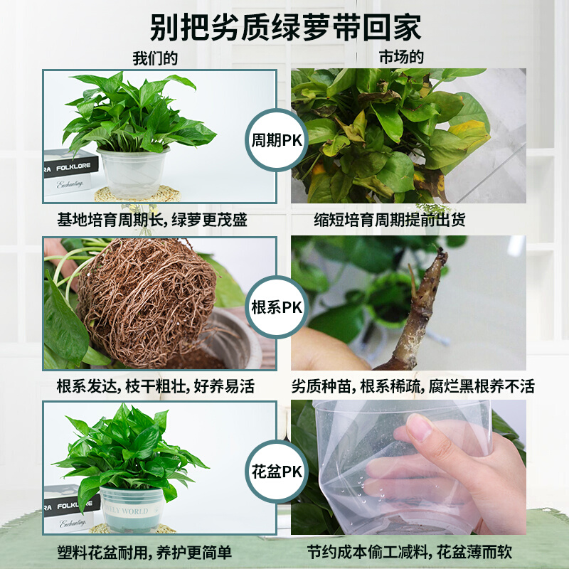 绿萝室内除甲醛植物花卉办公室大盆栽水培绿箩新房家用绿植吸甲醛 - 图1