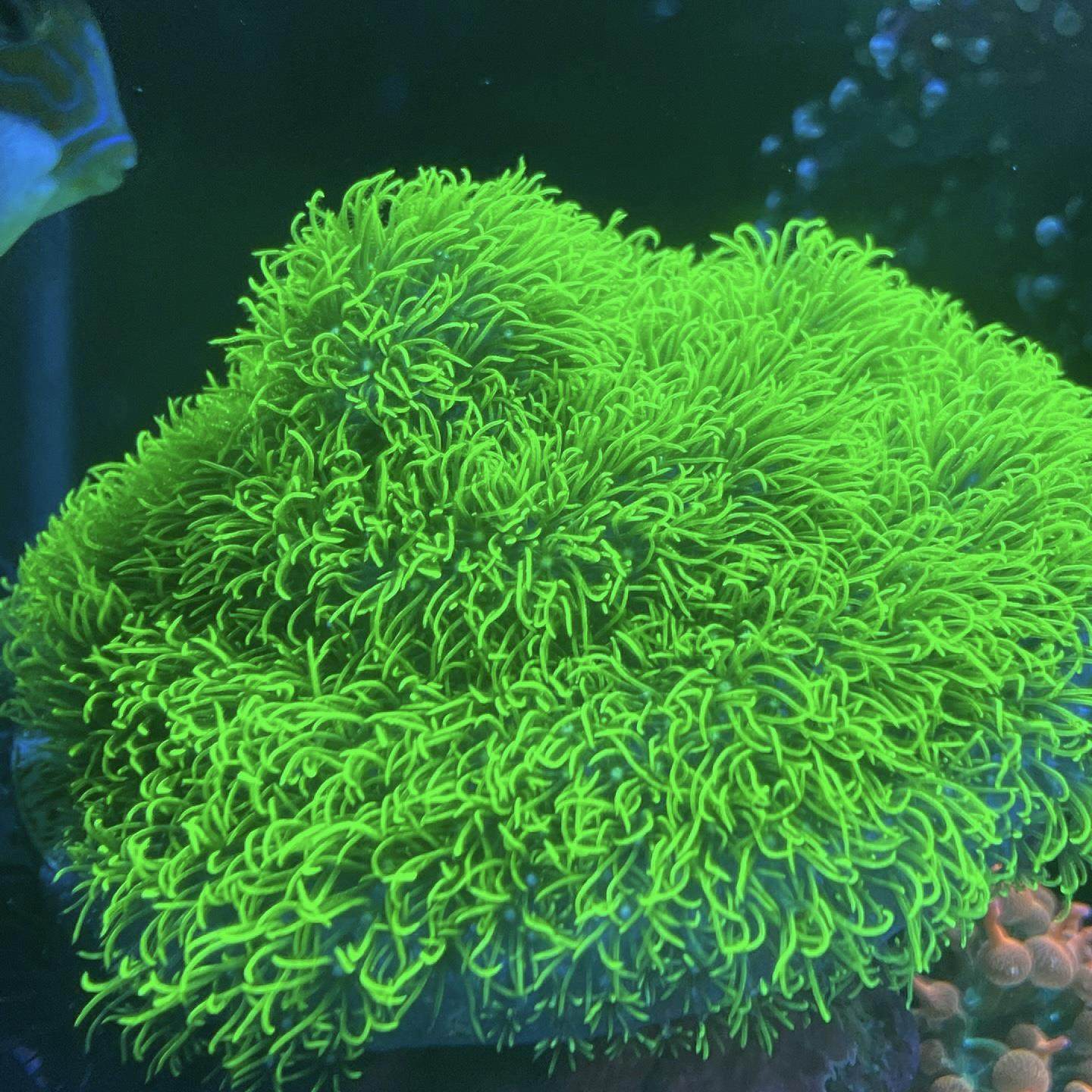 草皮珊瑚荧光绿长须软体珊瑚草皮长须绿草皮皮革手星花海水缸,淘宝优惠券,粉丝福利购,淘宝优惠卷