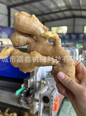 大型人参党参压清洗机黄精黄芪中草压清洗流水线根茎类清洗