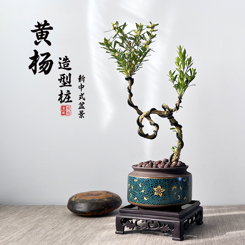黄杨盆栽庭院老桩耐寒常青绿植小叶邹皮植物阳台客厅造型中式盆景 - 图2
