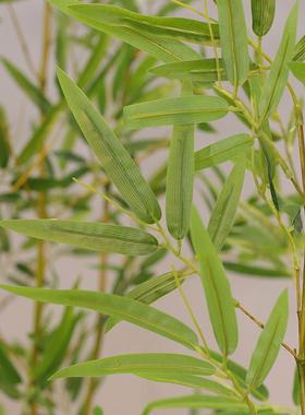 僮烨仿真竹子室内装饰隔断屏风假竹子挡墙造景室外装饰竹盆栽绿植