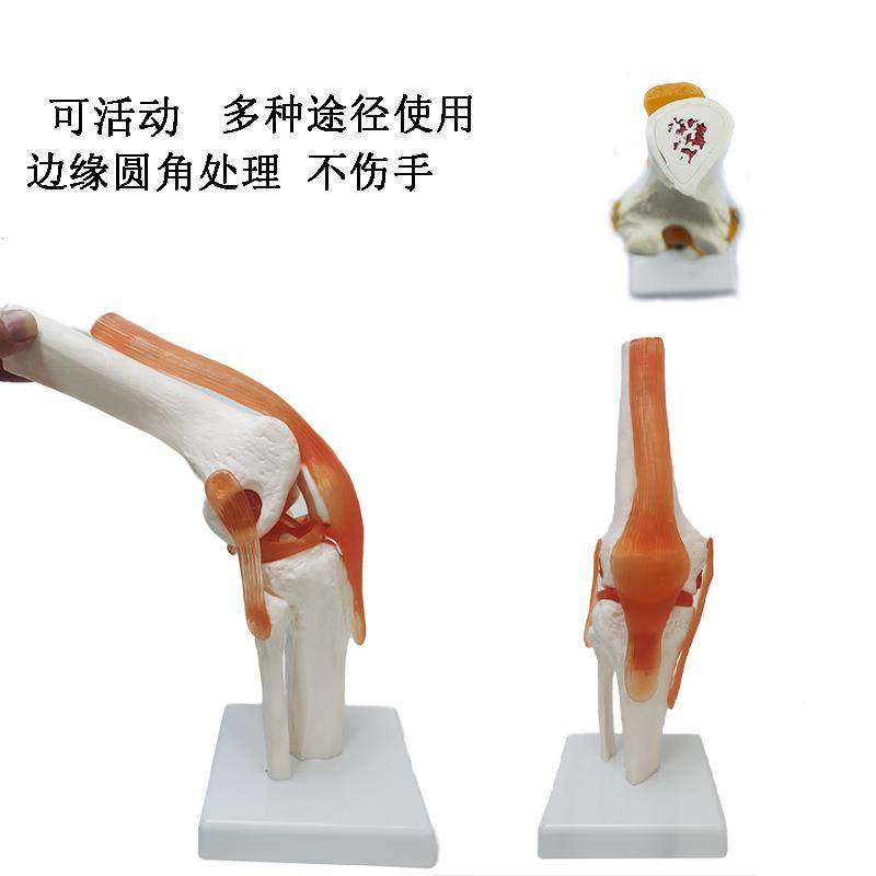人体骨骼模型6大关节模型膝关节脚关节手关节肩关节肘关节髋关节,淘宝优惠券,粉丝福利购,淘宝优惠卷