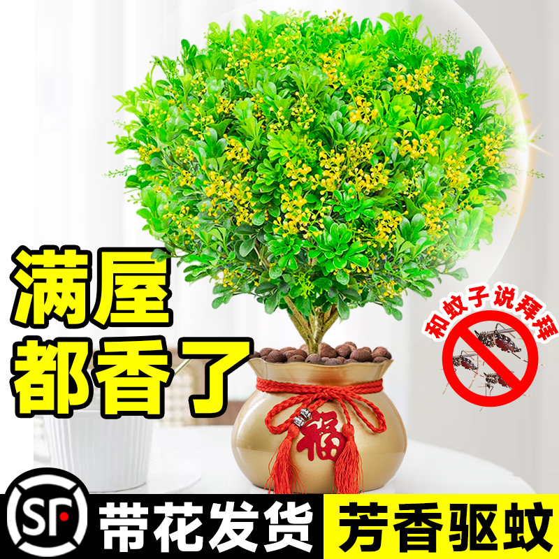 香水米兰花盆栽带花绿植驱蚊植物花卉卧室内四季开老桩茉莉花树苗 - 图2