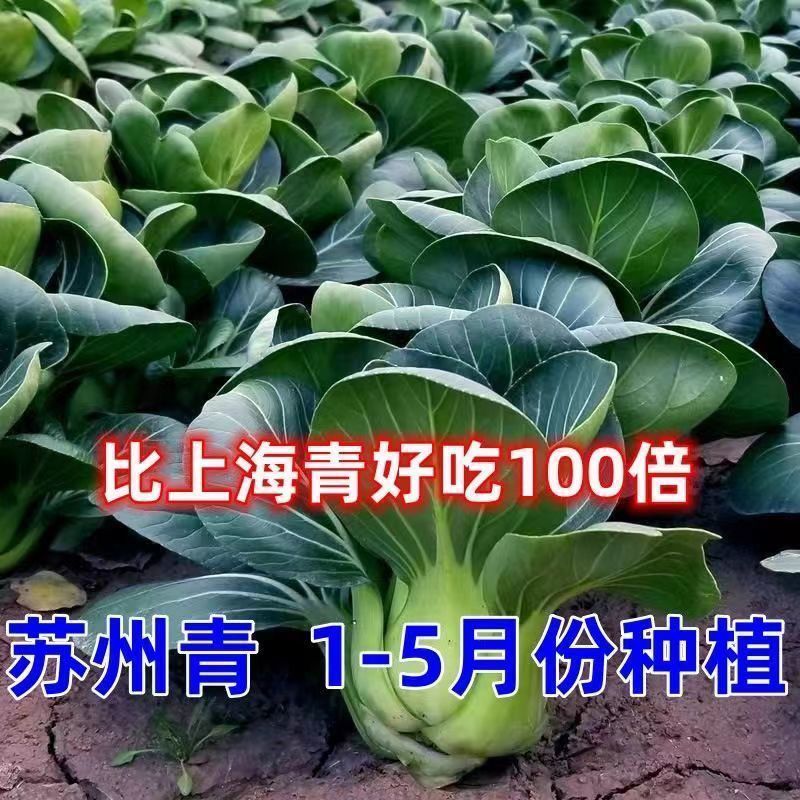 【今年新种】黑大头苏州菜种子矮脚苏州青菜籽四季油菜小青菜蔬菜-图0