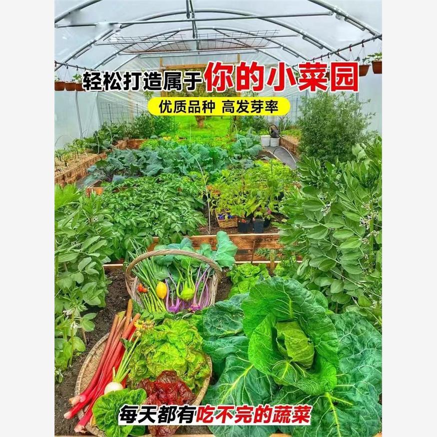 春蝶浓香大叶香菜种子四季种植蔬菜种子菜籽秋冬阳台小院花盆菜孑 - 图2