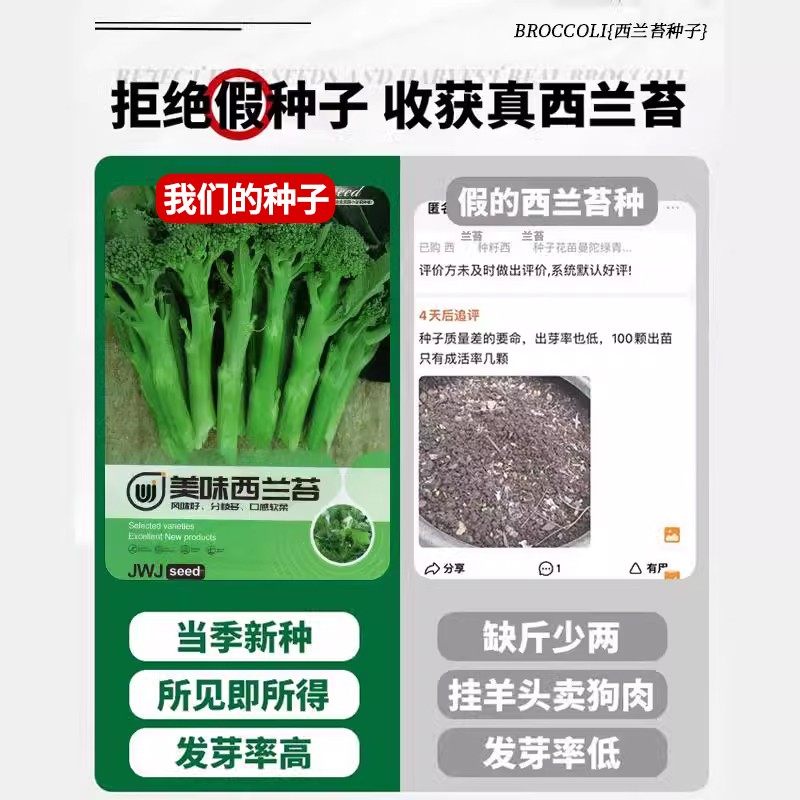 西兰苔种子甜杆西兰花长茎西洋芥兰青花笋耐寒冻农家田园蔬菜种子,淘宝优惠券,粉丝福利购,淘宝优惠卷